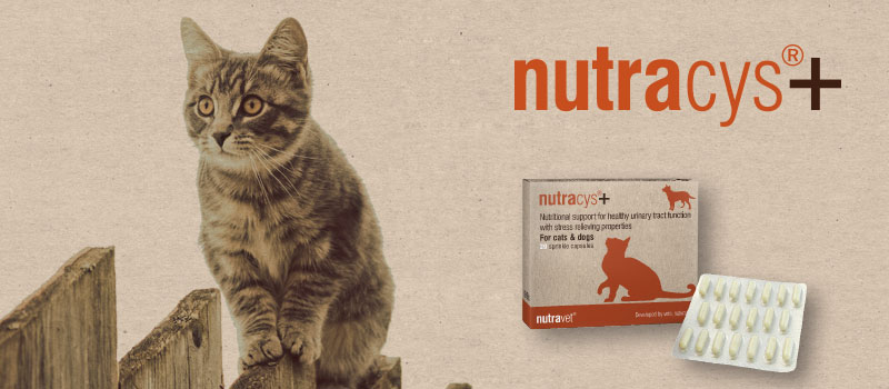 Nutracys supplements